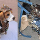 Illustration for article titled Send Fido Into Mordor with Confidence in Ancient Doggy Armor